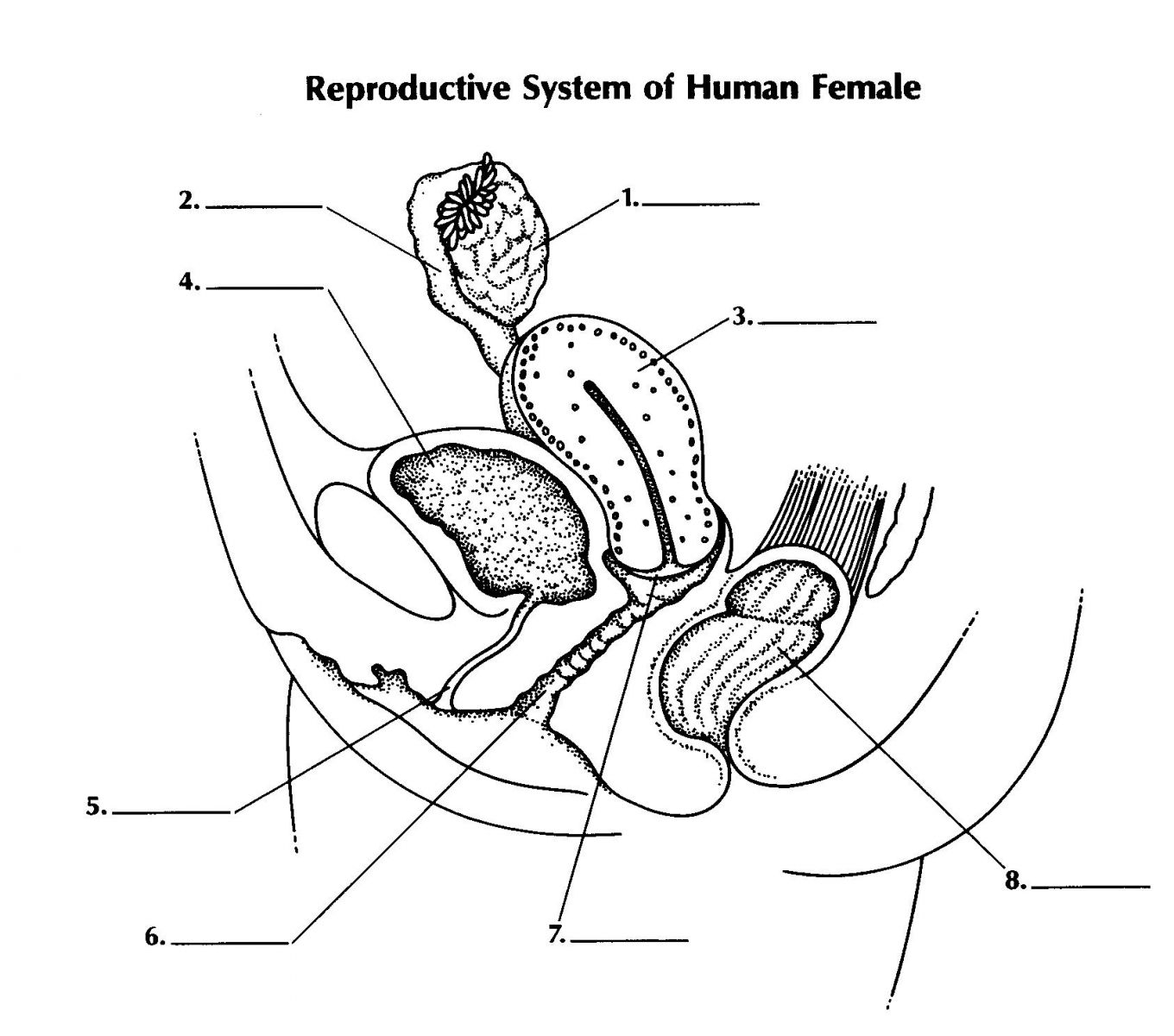 Reproductive System Of Female - ProProfs Quiz